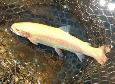 アルビノを狙い撃ち ～平谷湖フィッシングス…